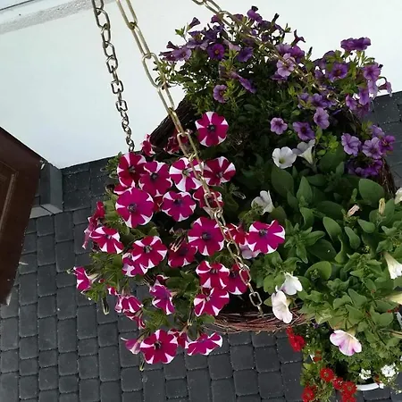 Orman Evi Niezapominajka Kopalino